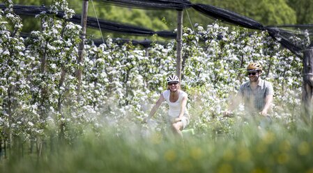 Cycling between apple orchards in spring | © STG | Tom Lamm