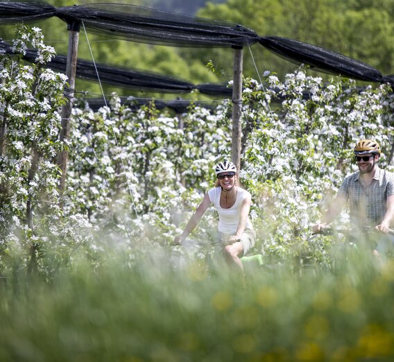 Cycling between apple orchards in spring | © STG | Tom Lamm