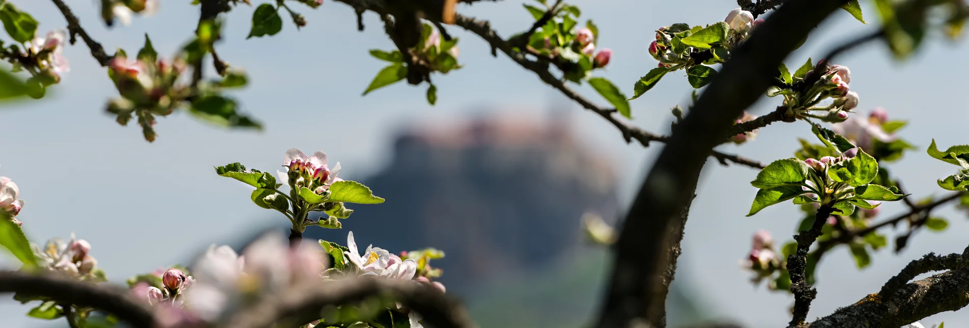 Kirschblüten in Riegersburg | © Thermen- & Vulkanland | Rudi Ferder