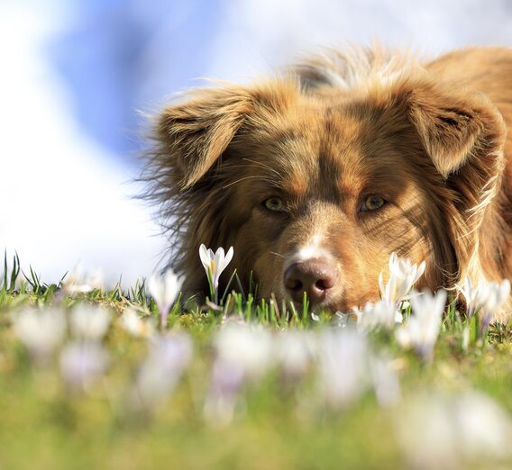 Bergfrühling: Hund auf Krokuswiese | © Steiermark Tourismus / photo-austria.at | Martin Huber