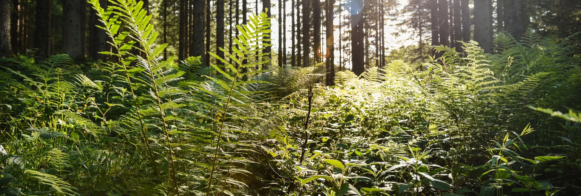© TVB Ausseerland - Salzkammergut/Jacqueline Korber