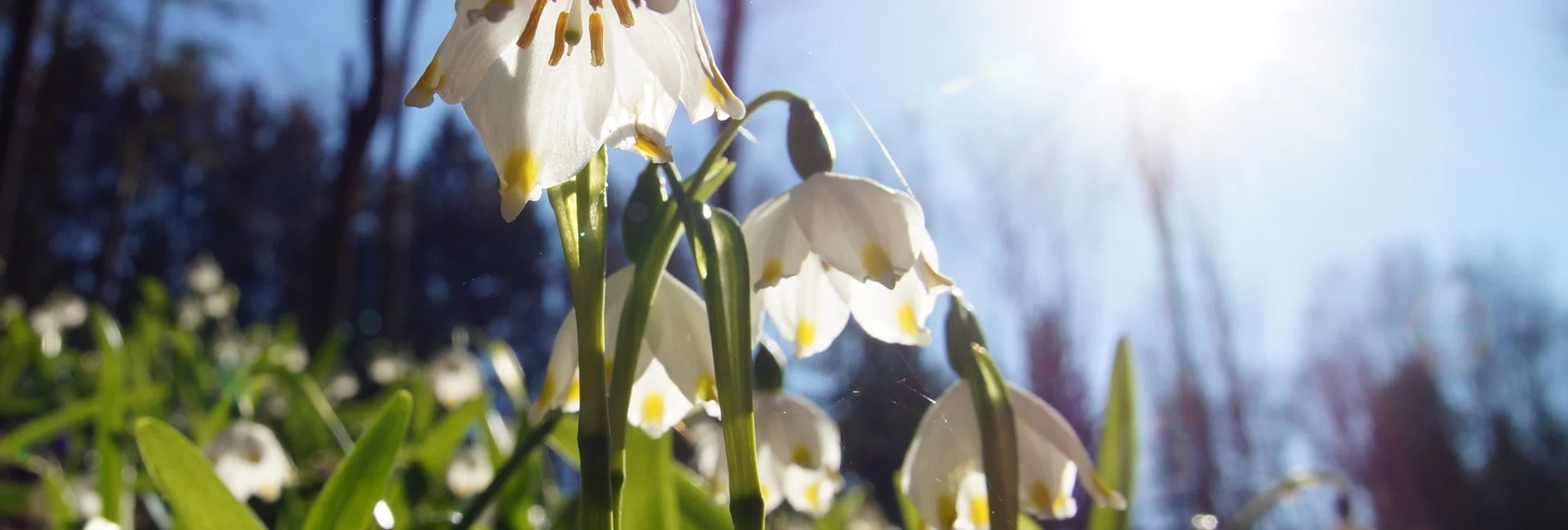 Frühlingsknotenblumen in St. Ruprecht an der Raab
