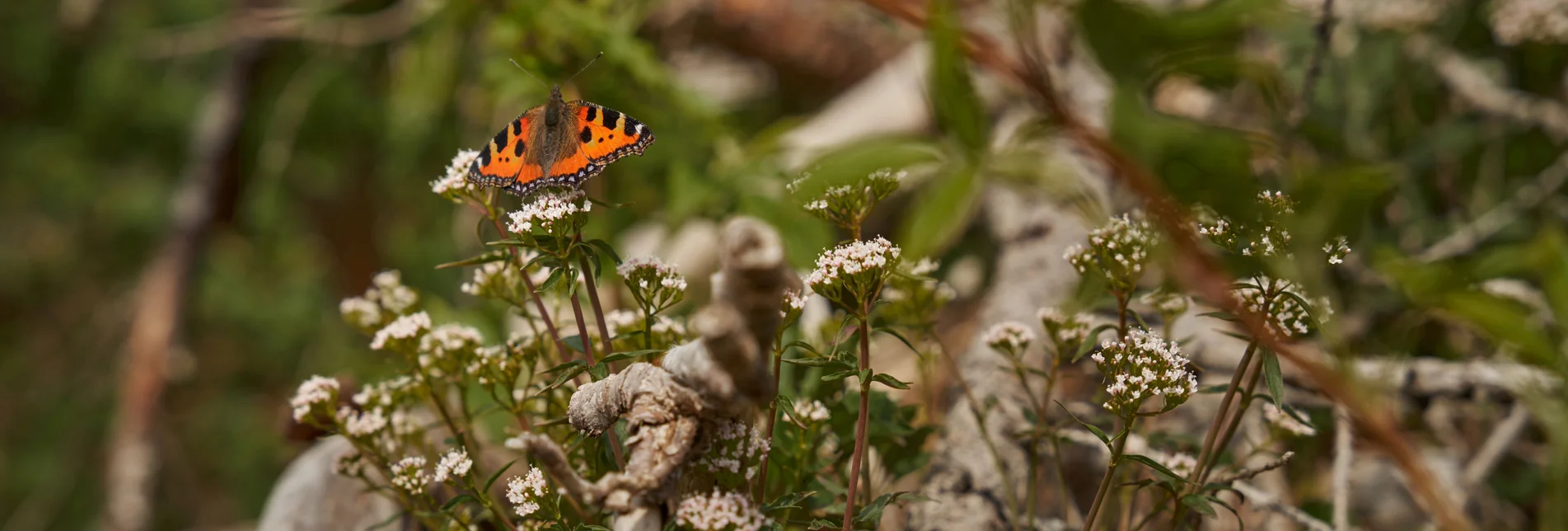 Schmetterling auf der Teichalm in der Oststeiermark | © Oststeiermark Tourismus | Lang-Bichl - RKP Schmetterling auf der Teichalm in der Oststeiermark | © Oststeiermark Tourismus | Lang-Bichl - RKP