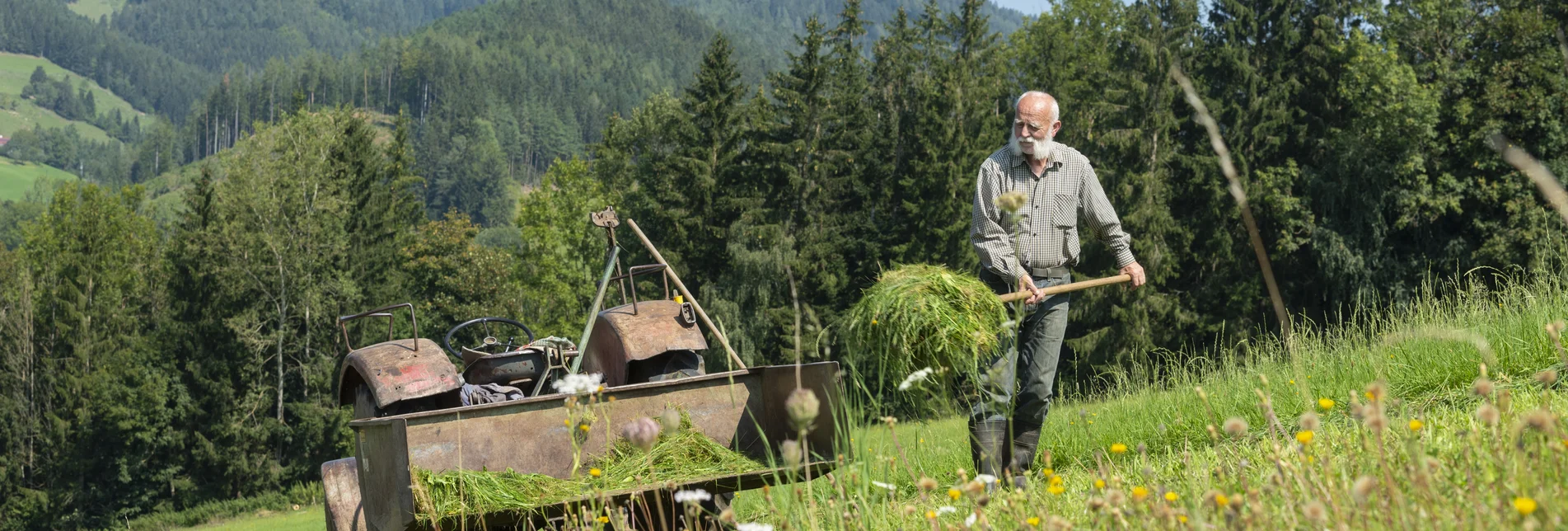 Mähen einer Almwiese in der Oststeiermark | © TV Oststeiermark | Bernhard Bergmann
