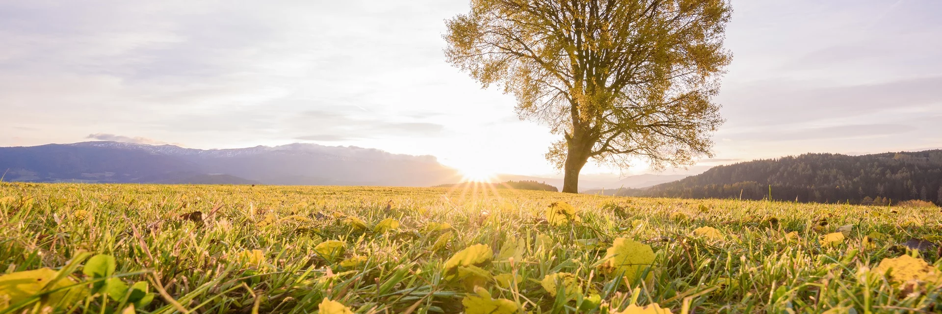 Baum Zeutschach Herbst | © TV Murau | René Hochegger