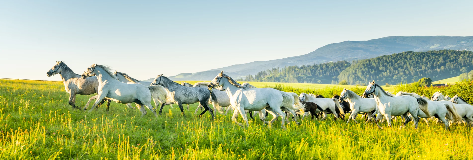 Lipizzanerherde Weideaustrieb | © Lipizzanerheimat | Die Abbilderei