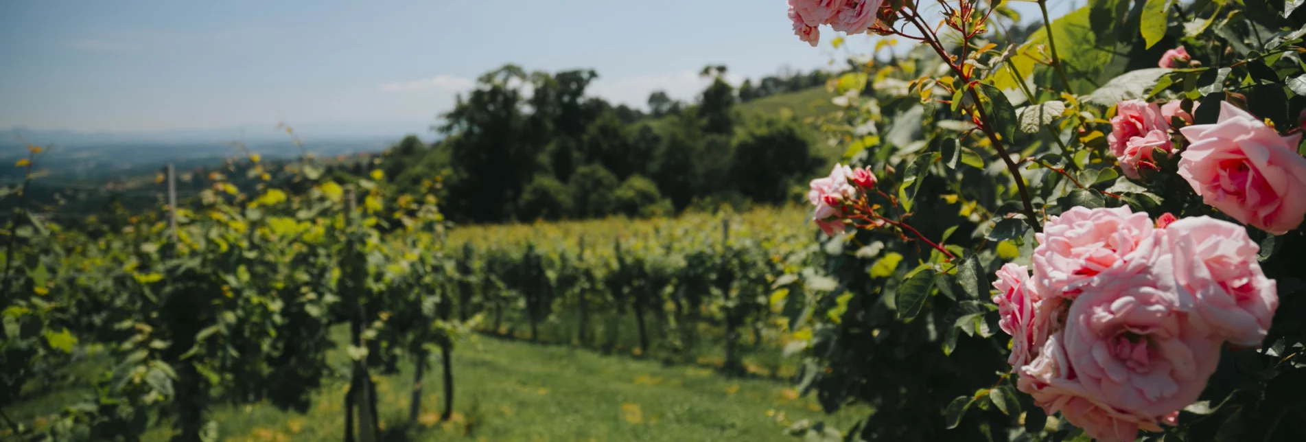 Rosen in den Weinbergen | © Südsteiermark Tourismus | Spuma Lupi