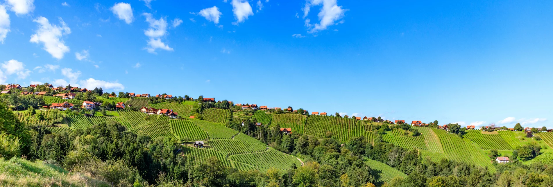 Hochgrail im Schilcherland | © Schilcherland Steiermark | Foto Augenblick - Barbara Zapfl