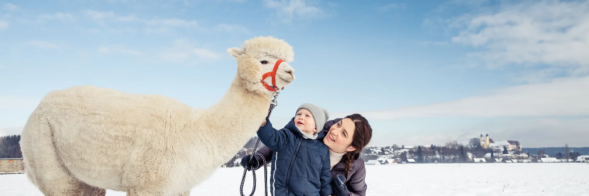 Alpaka Wanderung im Schnee | © TV Südsteiermark | Lupi Spuma Alpaka Wanderung im Schnee | © TV Südsteiermark | Lupi Spuma
