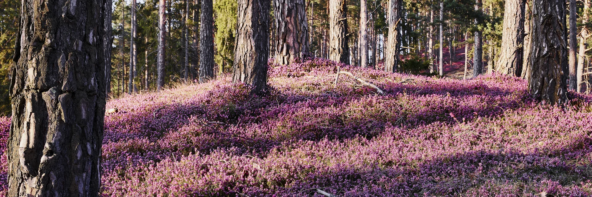 Erikablüte in Kraubath Ein Wald voller Erikablüten, die den Boden komplett bedecken. Ein paar vereinzelte Bäume stehen dort.