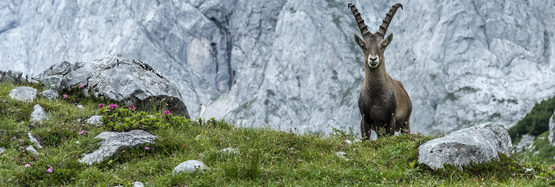 Bock schauen | © TV Hochsteiermark | pixelmaker.at
