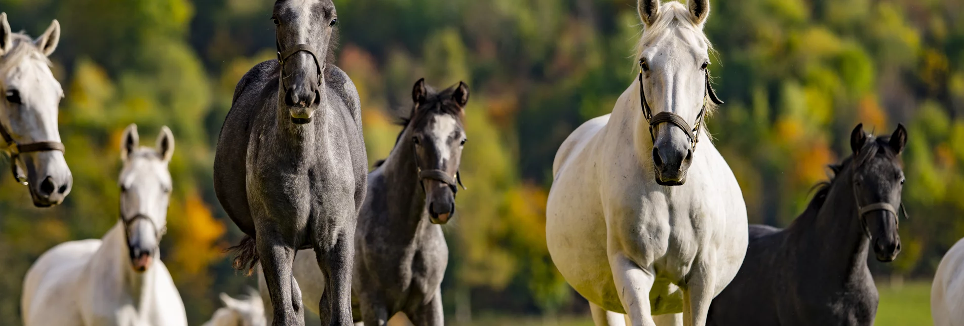 Lipizzaner im Herbst