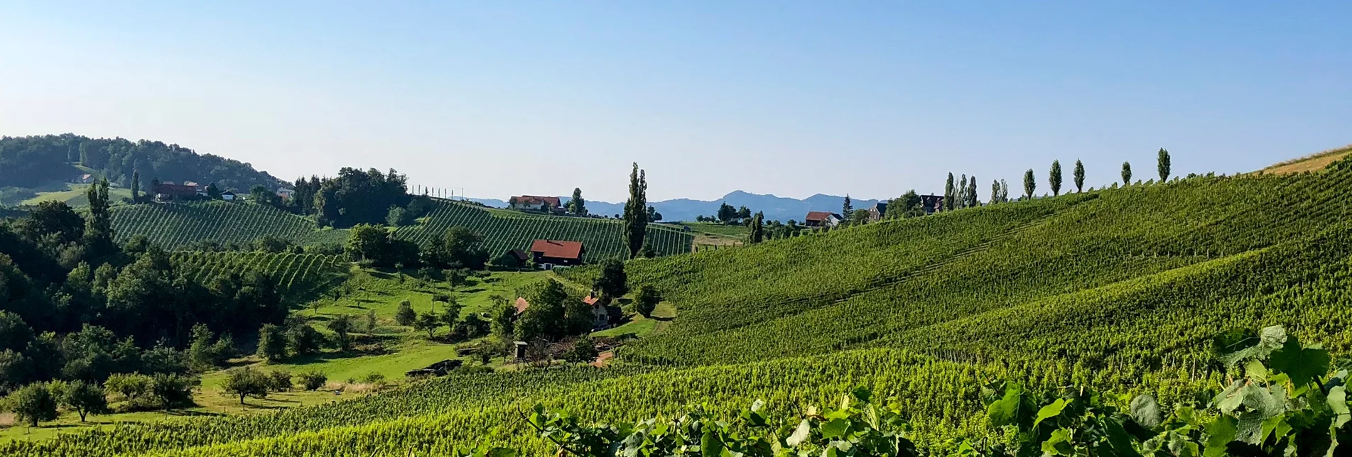 Hiking route Stage 24 From Glacier to Wine South Route Ratsch an der Weinstraße - Ehrenhausen - Touren-Impression #1 | © Steiermark Tourismus/Martina Traisch