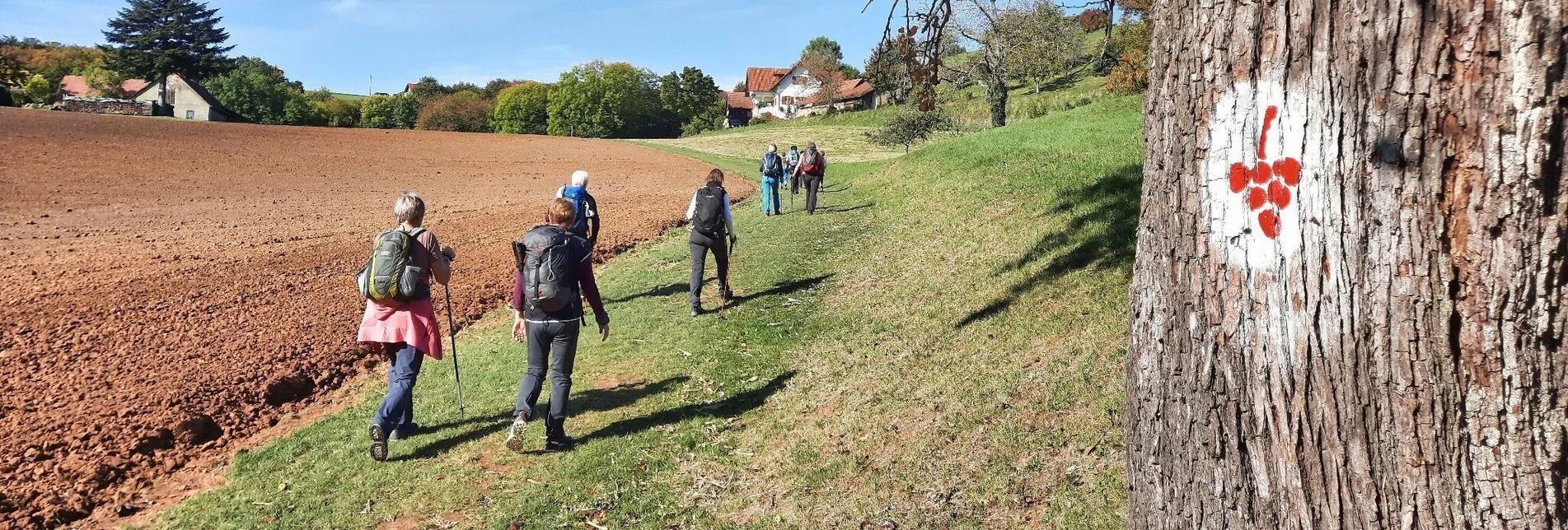 Wanderung Weinweg der Sinne in St. Anna am Aigen - Touren-Impression #1 | © Thermen- & Vulkanland