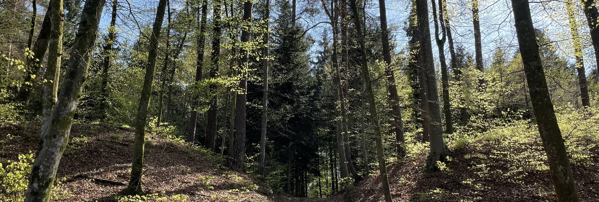 Hiking route Fürstengräberweg Nr. 13 - Touren-Impression #1 | © Elisabeth Temmel