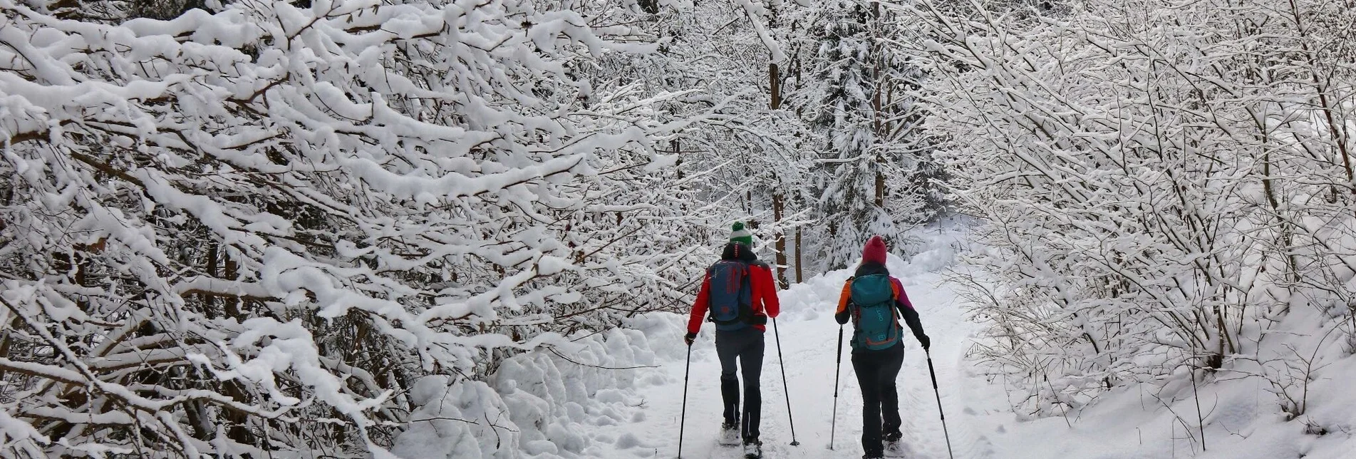 Schneeschuh Schneeschuhwanderung - Schwarzer Herrgott - Touren-Impression #1 | © Weges OG