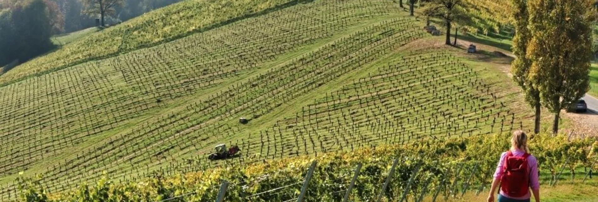 Wanderung Sernauberg - Variante 4b - Touren-Impression #1 | © TVB Südsteiermark/WEGES