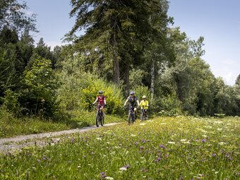 Radfahren entlang der Enns bei Pruggern