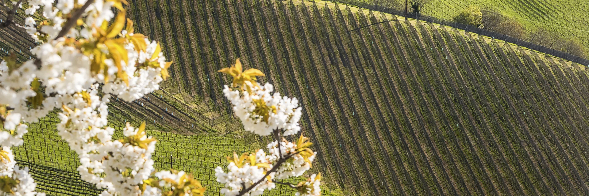 Die malerische Landschaft der Südsteiermark | © STG | Wolfgang Jauk Die malerische Landschaft der Südsteiermark | © STG | Wolfgang Jauk