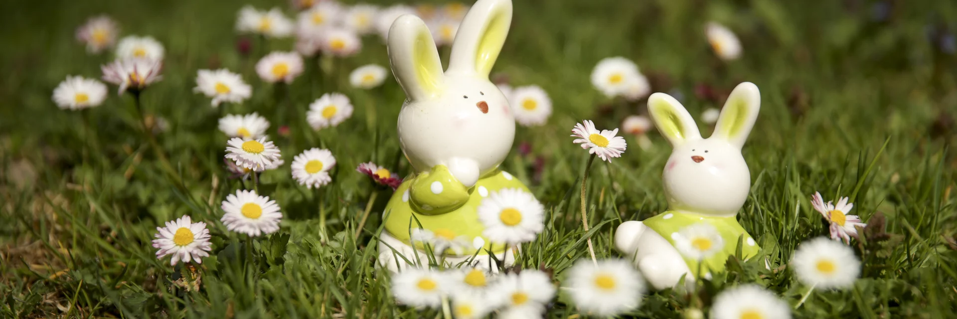 Osterhase im Blüte-Frühling | © STG | Bernhard Loder Osterhase im Blüte-Frühling | © STG | Bernhard Loder