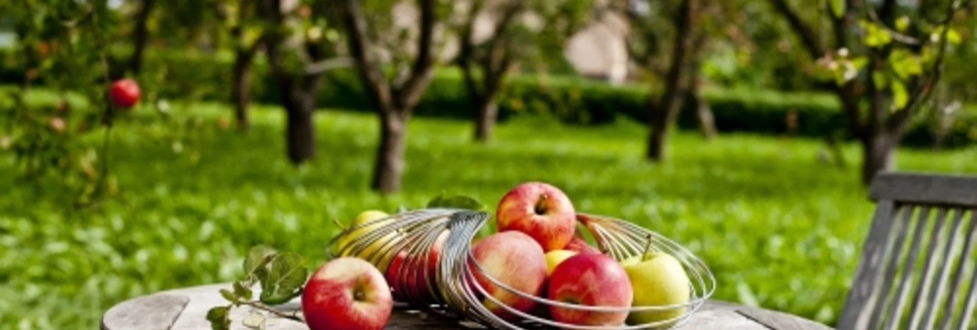 Apfel-Stillleben | © STG | Tom Lamm