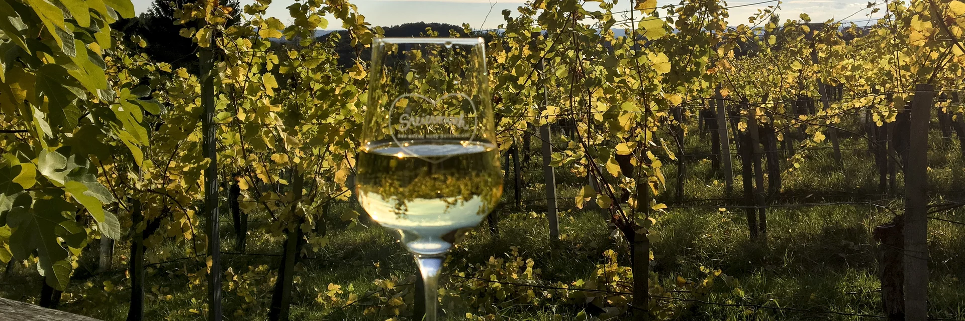 Traminer im Traminerweingarten | © STG | Eva Pommer Traminer im Traminerweingarten | © STG | Eva Pommer