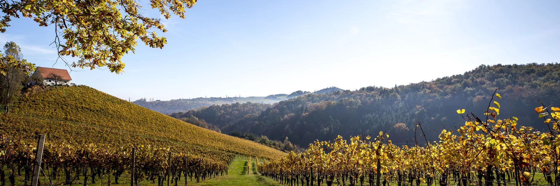 Herbst in der Südsteiermark, Sernauberg | © STG | Tom Lamm Herbst in der Südsteiermark, Sernauberg | © STG | Tom Lamm