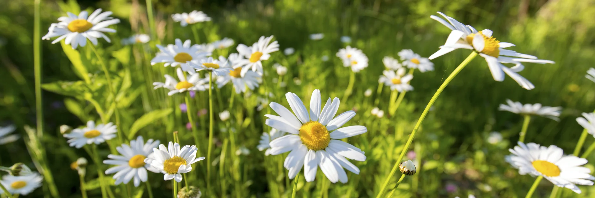 Das Grüne Herz erblüht im Frühling | © STG | Harry Schiffer Das Grüne Herz erblüht im Frühling | © STG | Harry Schiffer