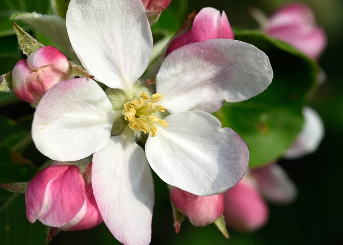 Apfelblüte an der Apfelstraße (Oststeiermark) | © STG | Gery Wolf