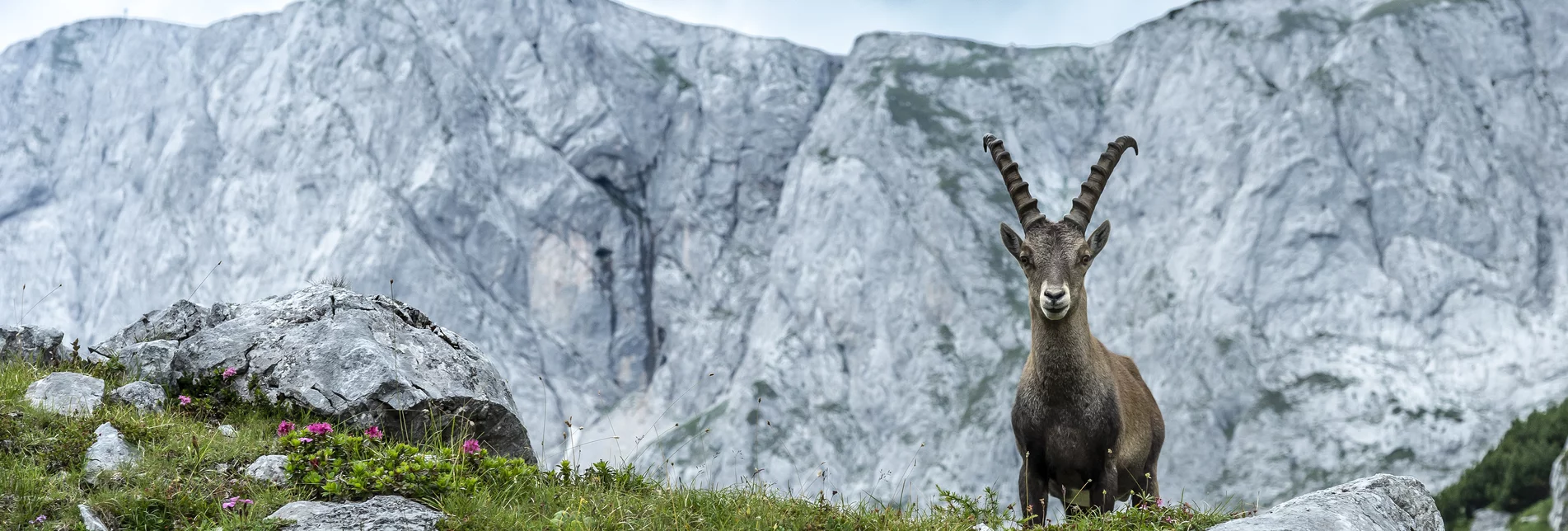 Capricorn at Hochschwab | © Steiermark Tourismus | pixelmaker.at
