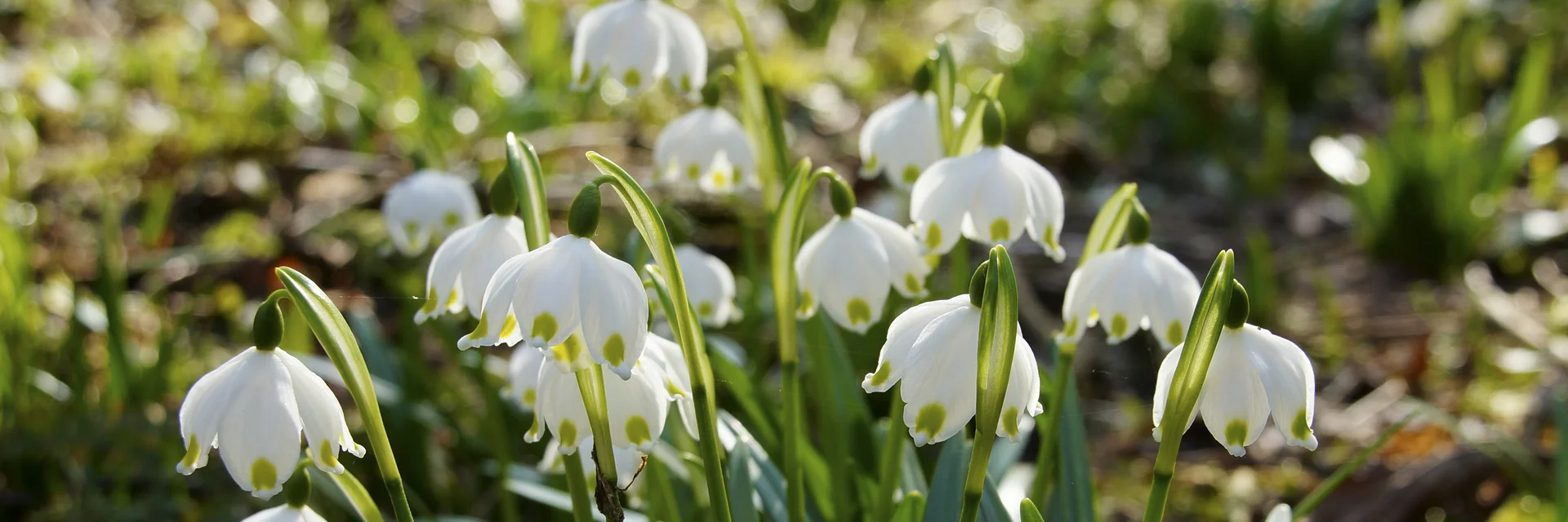 Frühlingsknotenblumen im Mühlwald in St. Ruprecht an der Raab | © Infozentrum Gutenberg-Raabklamm Frühlingsknotenblumen im Mühlwald in St. Ruprecht an der Raab | © Infozentrum Gutenberg-Raabklamm