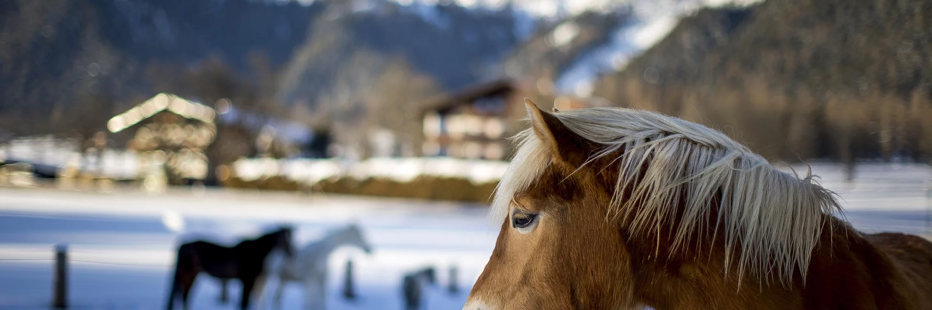 Haflinger mit Dachstein im Hintergrund | © STG | Tom Lamm Haflinger mit Dachstein im Hintergrund | © STG | Tom Lamm