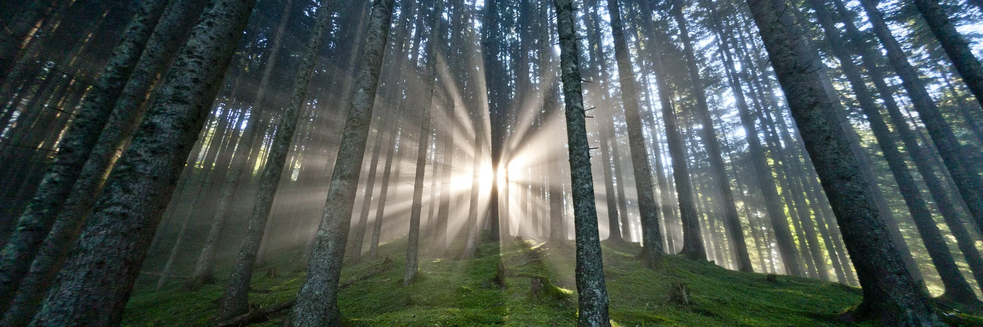 Die Steiermark - Das Grüne Herz Österreichs im UNO-Jahr der Wälder | © STG | Tom Lamm | Nur für Pressezwecke!
Die Steiermark - Das Grüne Herz Österreichs im UNO-Jahr der Wälder | © STG | Tom Lamm | Nur für Pressezwecke!