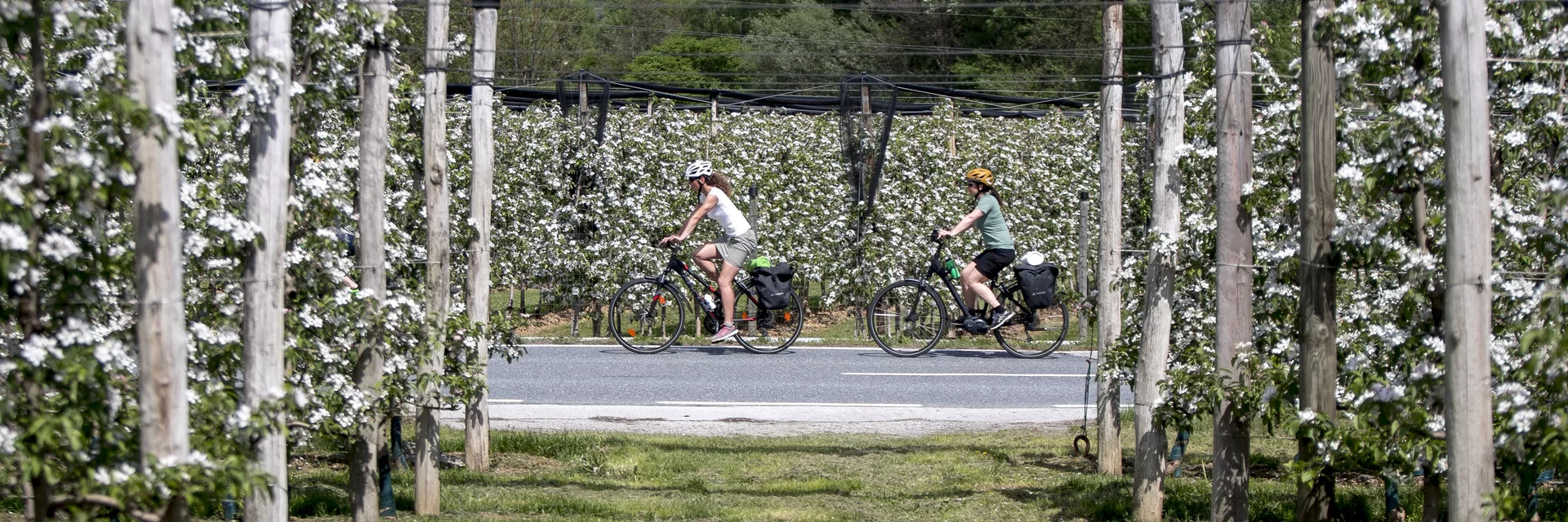Radfahren im Apfelland auf der Weinland Steiermark Radtour nahe Puch | © STG | Tom Lamm Radfahren im Apfelland auf der Weinland Steiermark Radtour nahe Puch | © STG | Tom Lamm