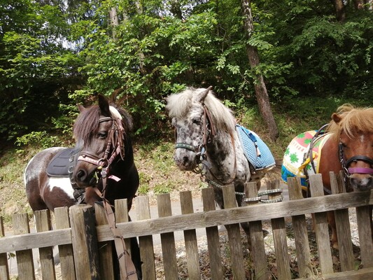 ABC-Hufis-Pony2-Murtal-Steiermark | © Martina Hochfellner
