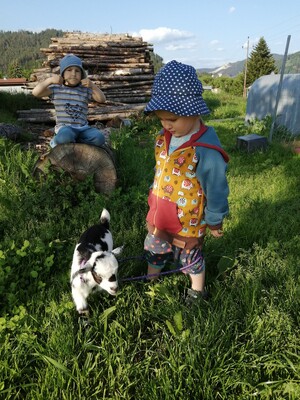 ABC-Hufis-Ziegen-Murtal-Steiermark | © Martina Hochfellner
