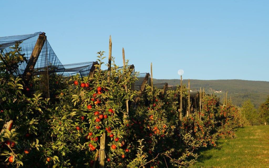 Bioobstgarten_Dreier_Oststeiermark | © Carmen Dreier- Zwetti