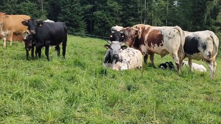 Weidekühe_Pircherhof_Oststeiermark | © Peter Pircher