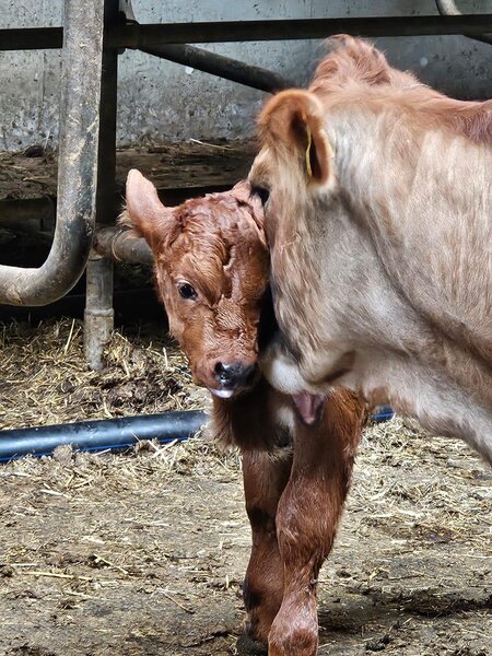 Kalb_Pircherhof_Oststeiermark | © Peter Pircher