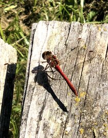 NaturLese Nachmittag | CGruber