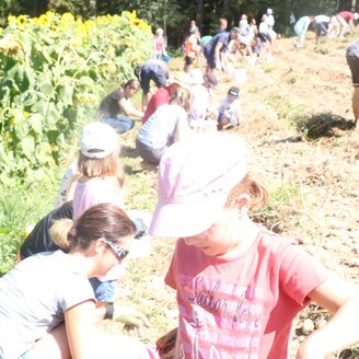 Bauernhof Kolb_Kartoffelernte_Oststeiermark | © Bauernhof Kolb