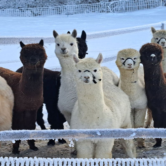Grimming Alpakas, Tauplitz, Alpakas im Schnee | © Müller