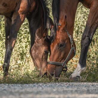 Titelbild | © Lisa Dreisiebner | Pferdecamp