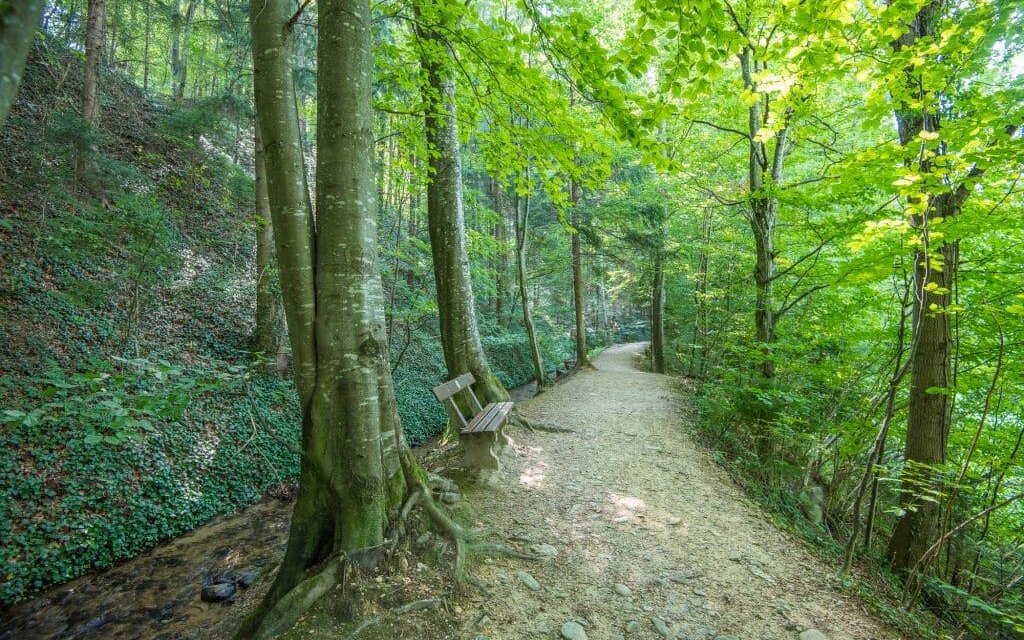 Naturpark Erlebnisrundwanderweg_Pöllau_Oststeier | © Naturpark Pöllauer Tal