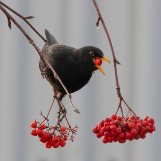 Vogel Safari_Vogel_Oststeiermark | © Pixaby