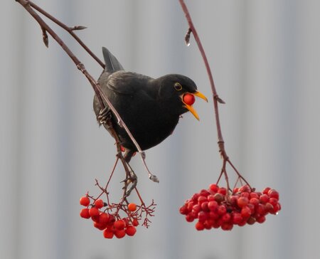 Vogel Safari_Vogel_Oststeiermark | © Pixaby