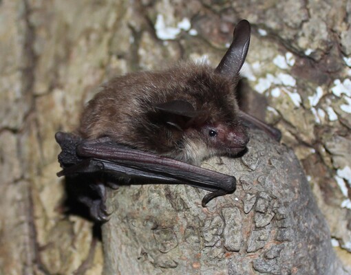 Fledermaus2