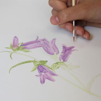 Botanische Illustrationen | © Alois Wilfing