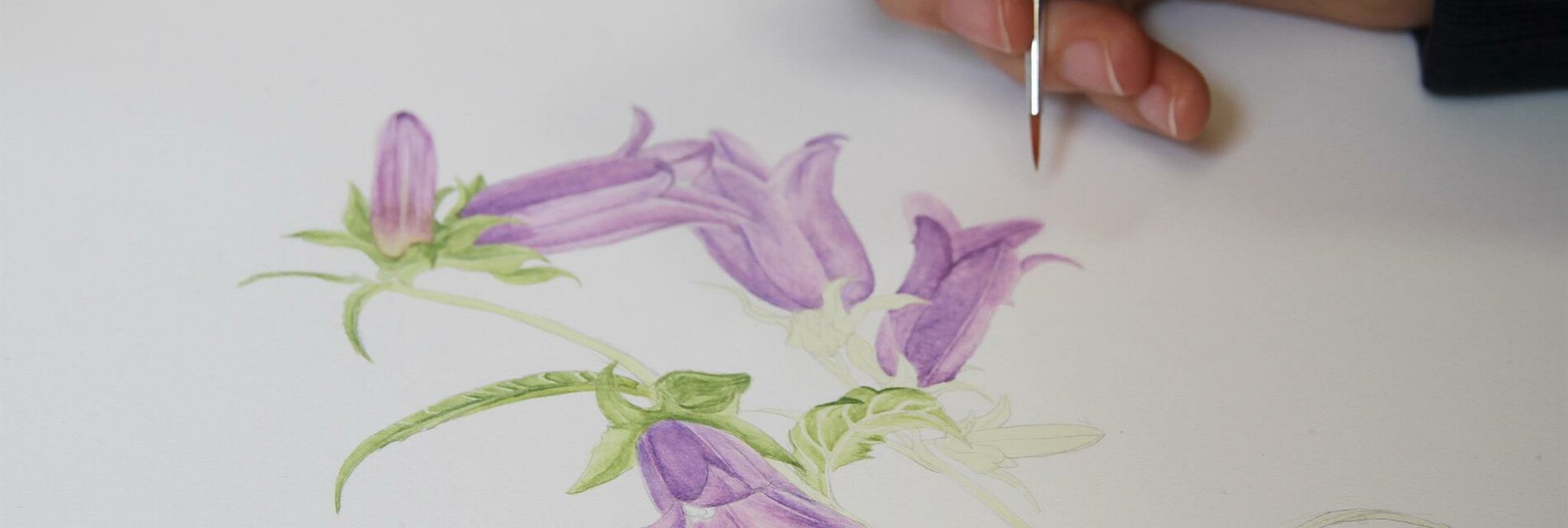 Botanische Illustrationen | © Alois Wilfing
