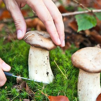 Naturwelten Styria_muschrooms_Eatsern Styria | © Naturwelten Steiermark